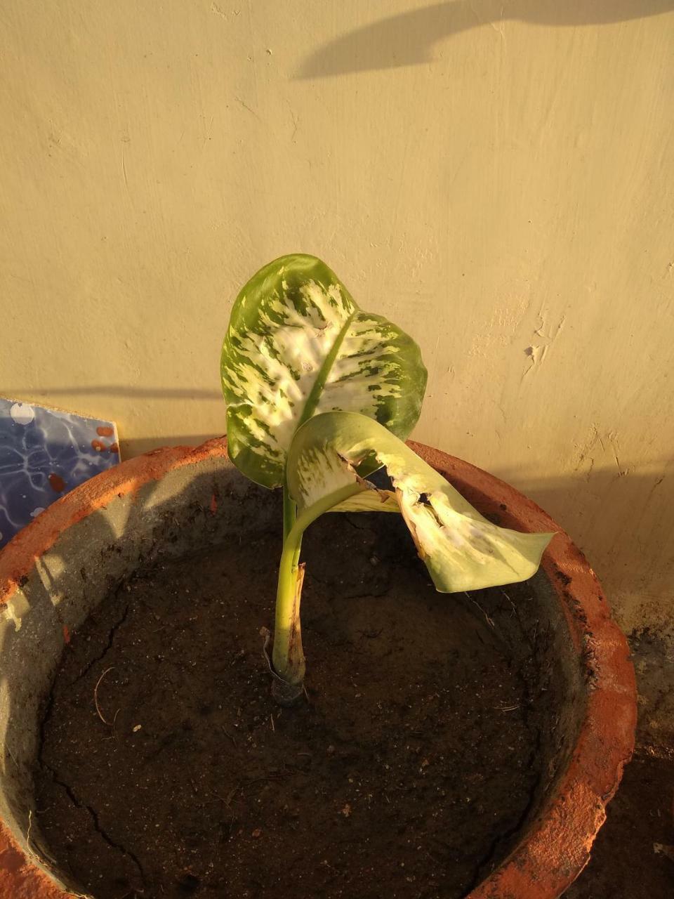 Shree Ram Homestay Orchha Exterior foto